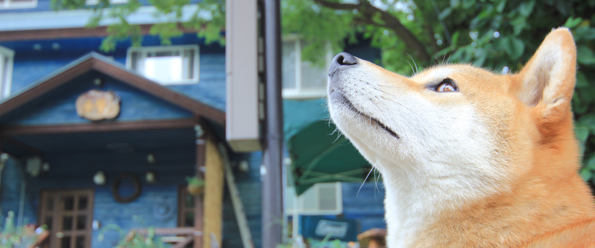 フォトギャラリー