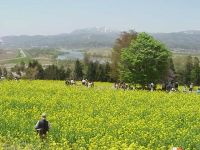 菜の花公園　GWには菜の花まつり　黄色のじゅうたんに埋もれてみては。