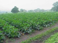 童夢のズッキーニ畑　収穫最盛期です。