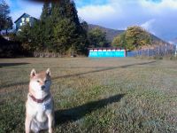 天然芝のアーチェリー場　ドッグランも兼ねてます。　お客様がいないときにはチョビコの独壇場です。