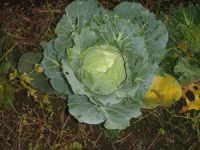 童夢ふぁ～むのキャベツです。減農薬で作ってます。