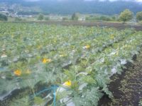 童夢ファ～ムのズッキーニ畑です。6中～7月末、9中～10月末　お土産にお持ち帰り頂けます。